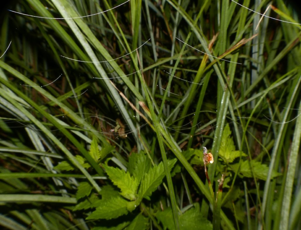 Cyrtarachne ixoides, osservazioni notturne in natura